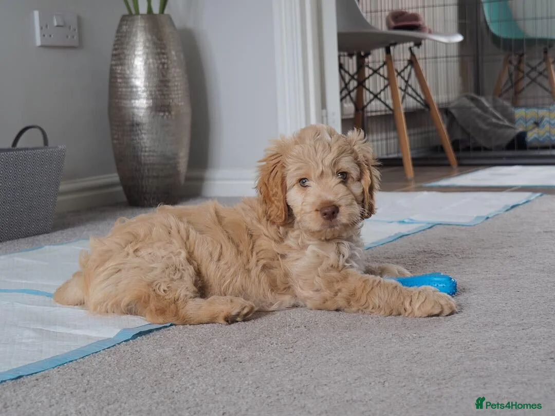 Miniature Poodle dogs for stud: Our Very handsome, charming Red Miniature Poodle  in Warrington - Advert 13