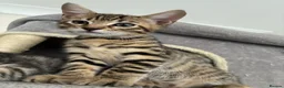 Mixed Breed cats for sale: Beautiful Bengal’s X - Advert 5