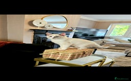 Ragdoll cats for sale: Champion dad Pedigree ragdolls GCCF  - Image 11