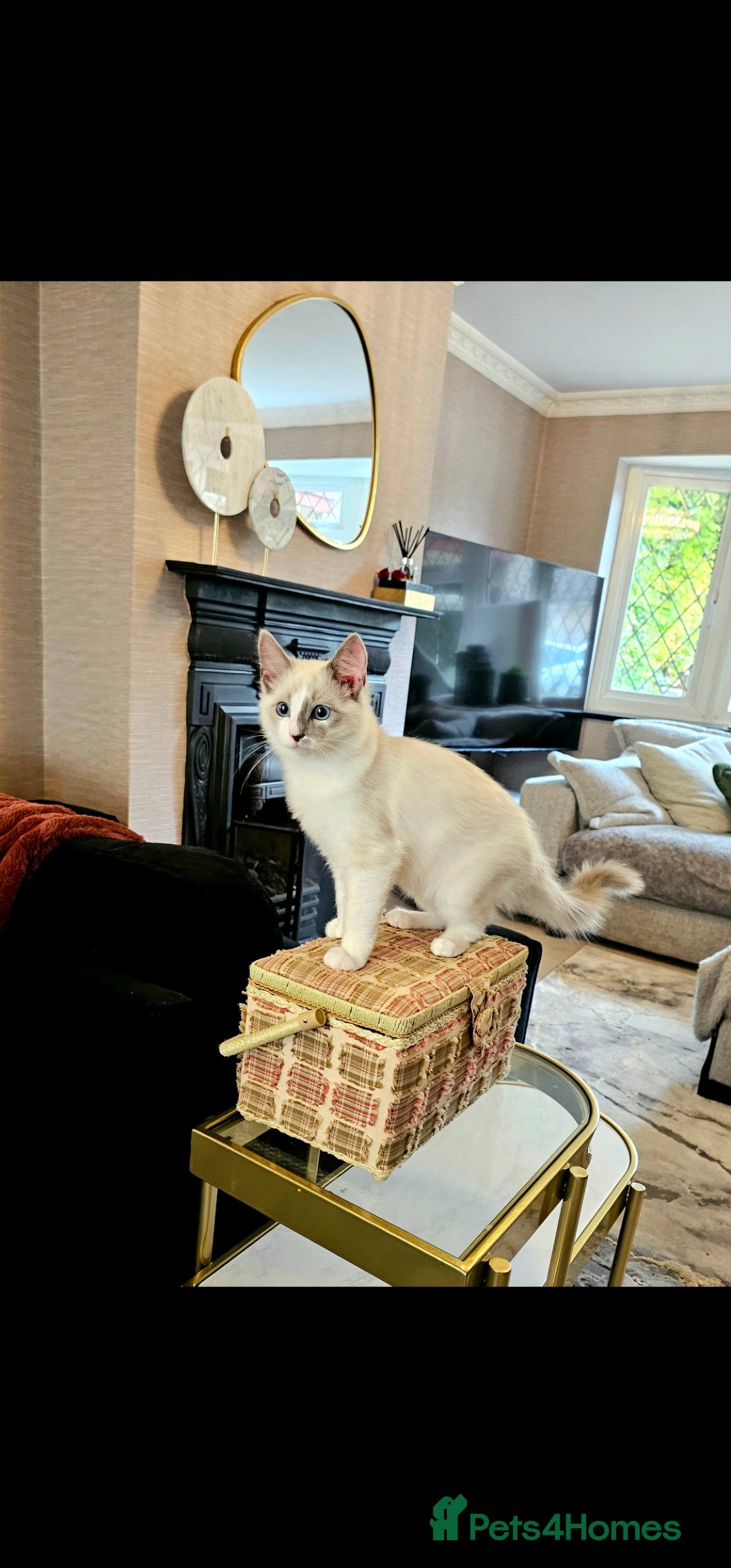 Ragdoll cats for sale: Champion dad Pedigree ragdolls GCCF  - Image 11