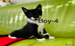 Mixed Breed cats for sale: Beautiful ,clever ,healthy village Kittens - Image 30