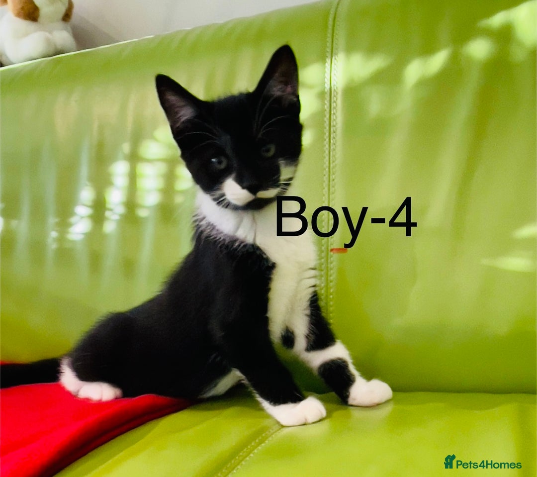 Mixed Breed cats for sale: Beautiful ,clever ,healthy village Kittens - Image 30