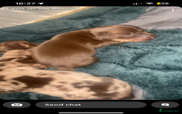 Miniature Dachshund dogs for sale: Miniature dachshund  - Image 5