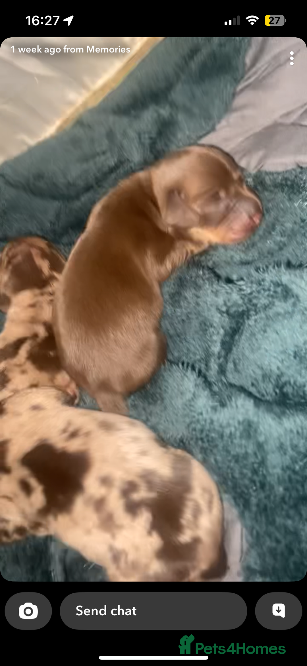 Miniature Dachshund dogs for sale: Miniature dachshund  - Image 5