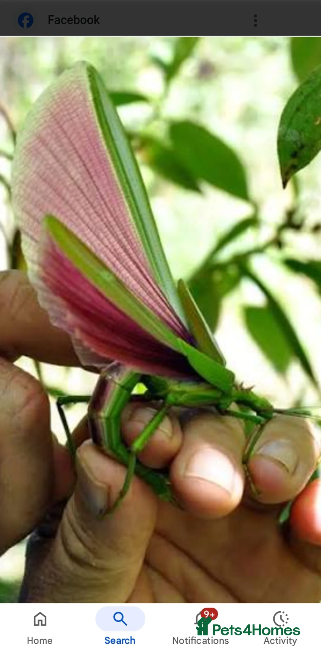Stick Insects invertebrates for sale: Pink winged stick insect  - Advert 2