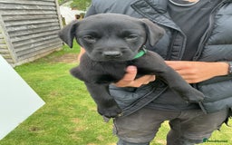Labrador Retriever dogs for sale: KC registered Black Lab pups - Image 14