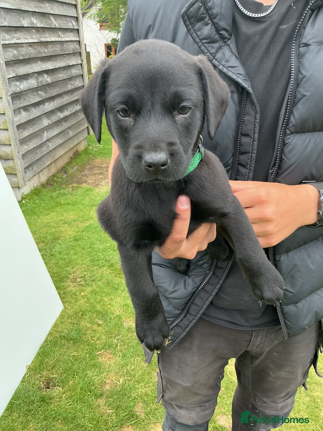 Labrador Retriever dogs for sale: KC registered Black Lab pups - Image 14