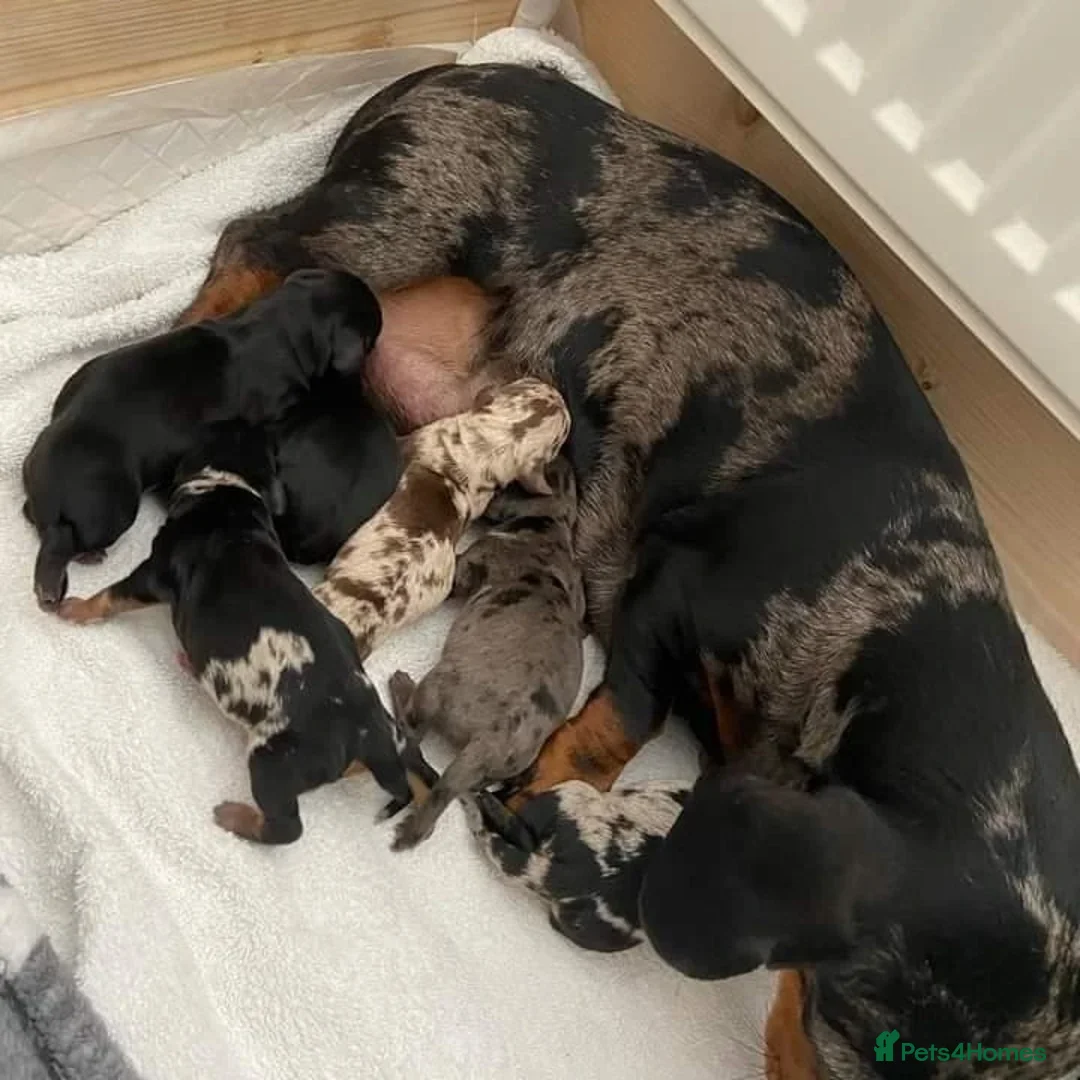 Miniature Dachshund dogs for stud: **RogueRoyales Hennessy** PRA Clear Isabella & Tan in Wolverhampton - Advert 9