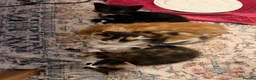 Mixed Breed cats for sale: Beautiful kittens looking for loving homes 🐾 in Whitchurch - Advert 3