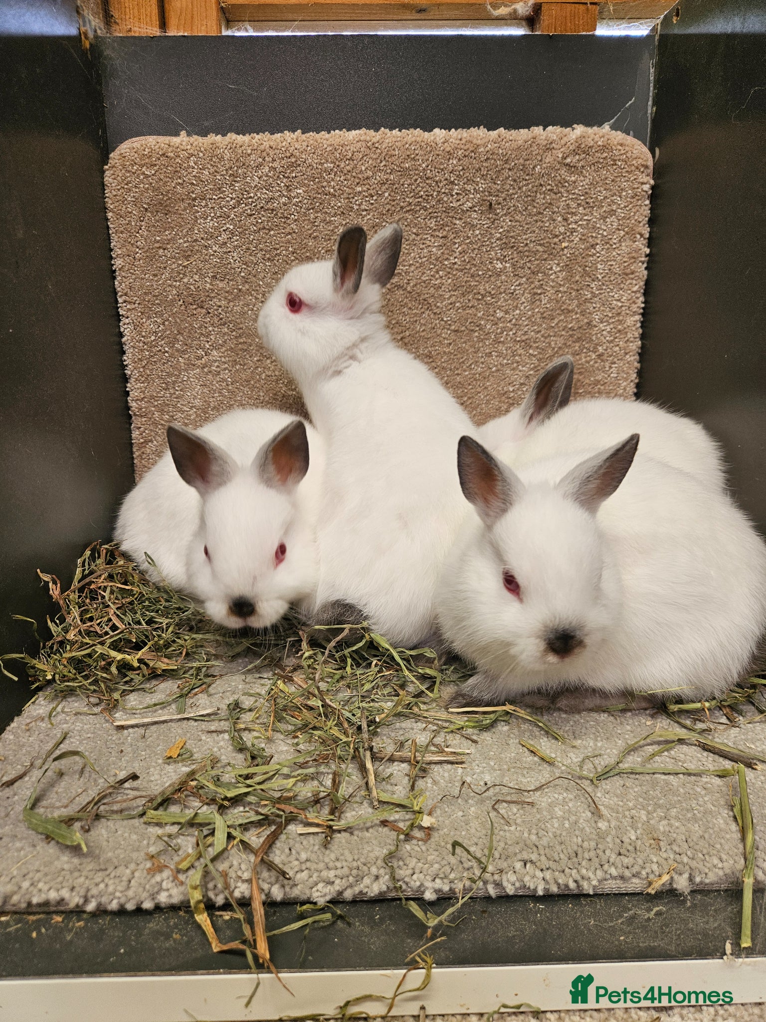 Netherland Dwarf rabbits Pure Bred Himalayan Dwarfs bucks and does  - Advert 1