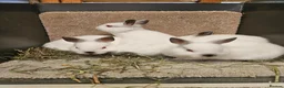 Netherland Dwarf rabbits for sale: Pure Bred Himalayan Dwarfs bucks and does  - Advert 1