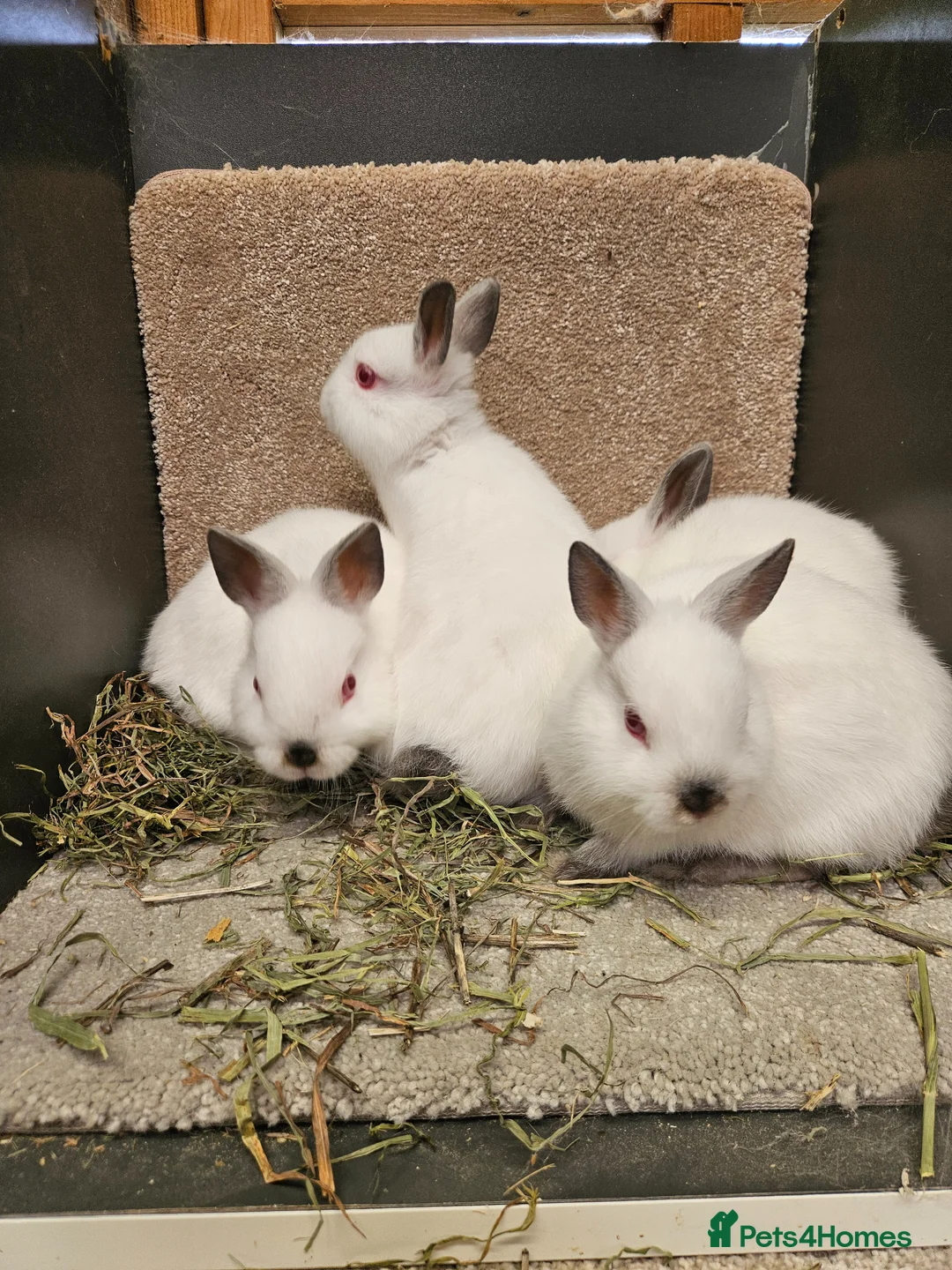 Netherland Dwarf rabbits for sale: Pure Bred Himalayan Dwarfs bucks and does  - Advert 1