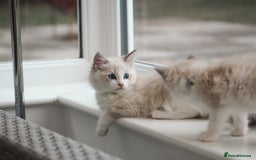 Ragdoll cats for sale: 🐈✨ Tica Registered Ragdoll Kittens in Tamworth - Image 20
