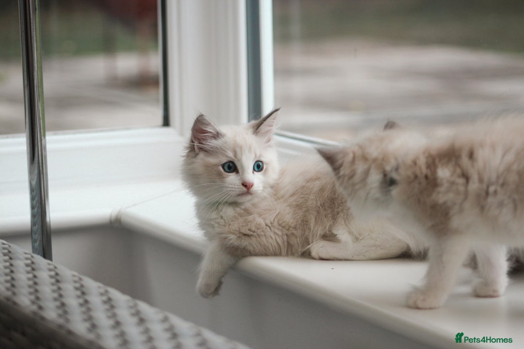 Ragdoll cats for sale: 🐈✨ Tica Registered Ragdoll Kittens in Tamworth - Image 20