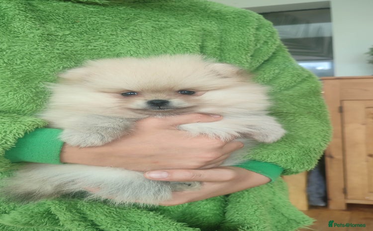 Pomeranian dogs - Advert 2