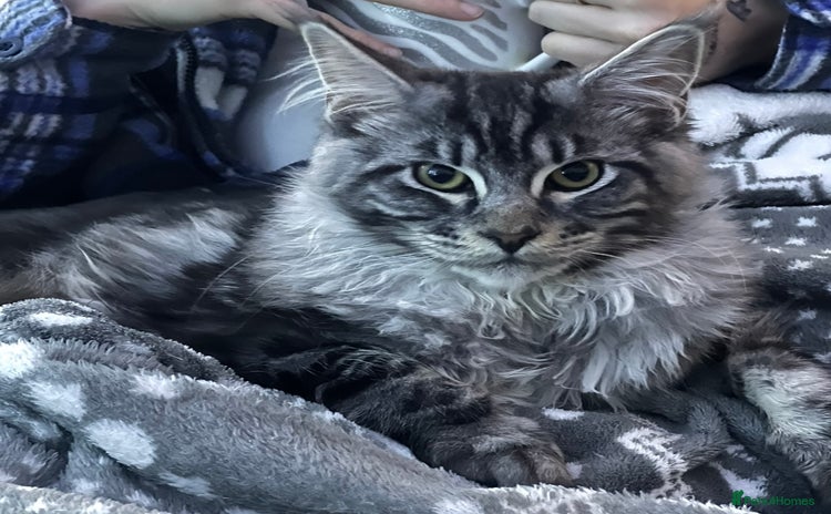 Maine Coon cats - Advert 7