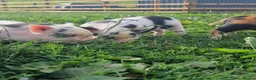 Pig livestock for sale: Super cute micro/mini and juliana pigs - Advert 4