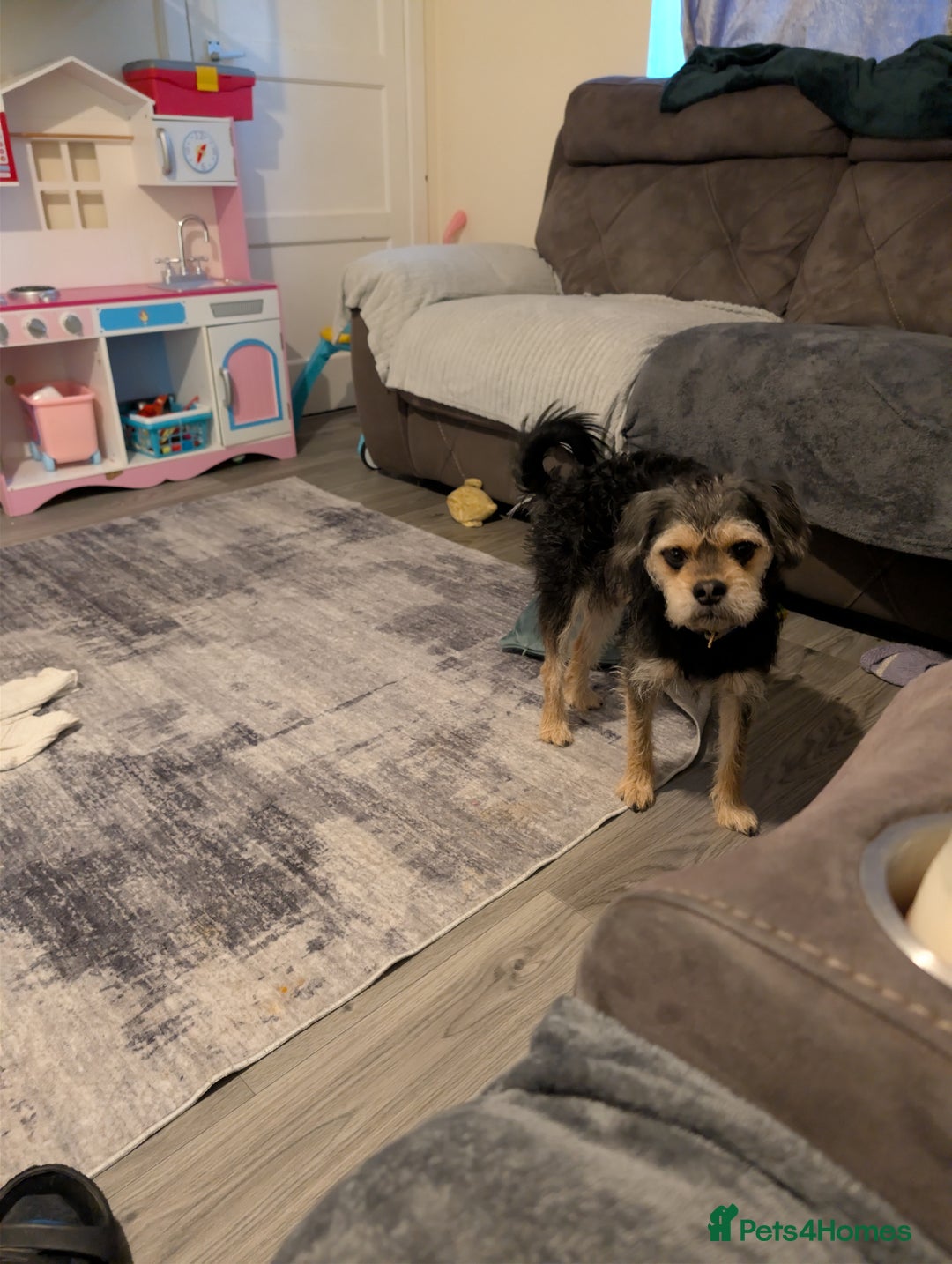 Mixed Breed dogs for sale: Pug x - Advert 2