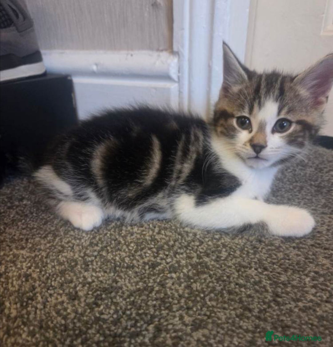 Mixed Breed cats Last 2 9 week old kittens  - Advert 2
