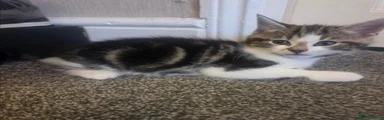 Mixed Breed Kitten 1
