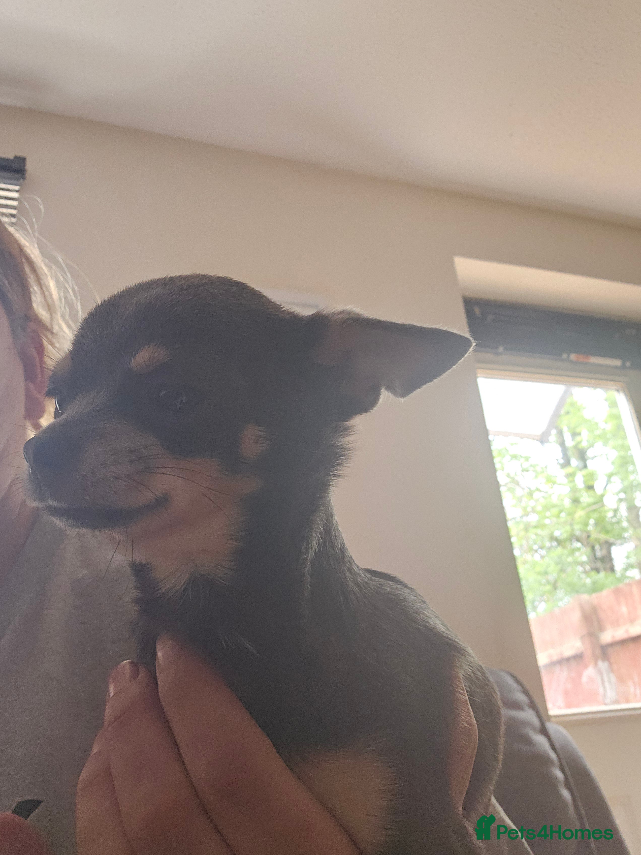 Chihuahua dogs Female 1yr old - Advert 3