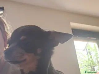 Chihuahua dogs Female 1yr old - Advert 3