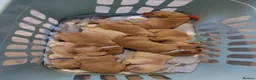 Labrador Retriever dogs for sale: 9 beautiful new born Labradors  in Blackwood - Advert 11