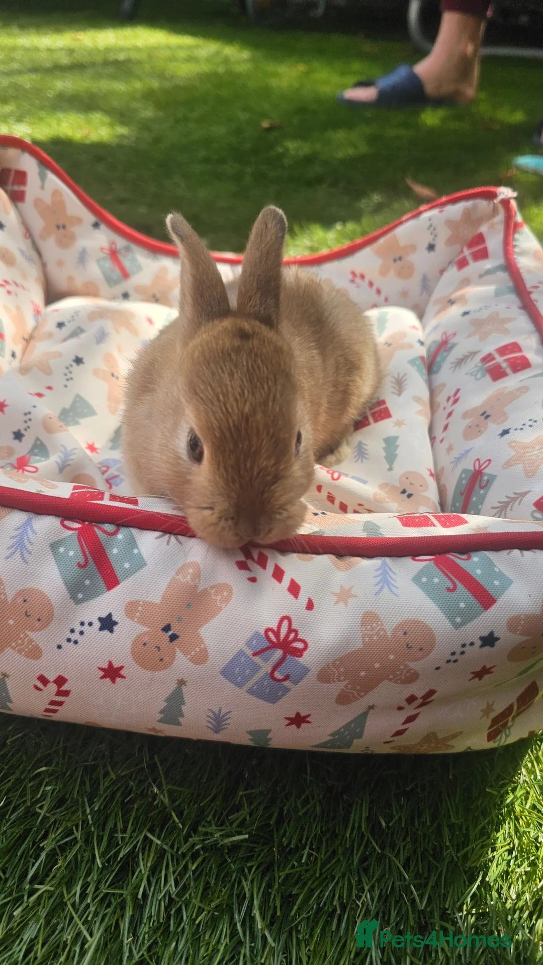 Netherland Dwarf rabbits for sale: 5 Little bunny looking for home - Advert 1