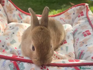 Netherland Dwarf rabbits 5 Little bunny looking for home - Advert 1