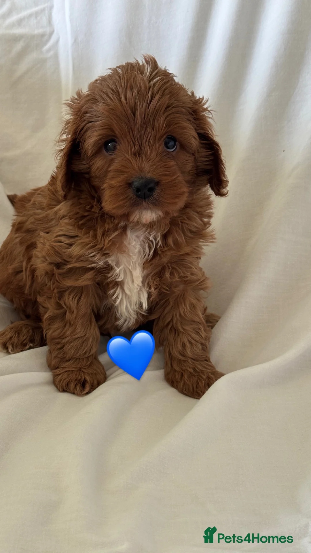 Cavapoo dogs for sale: Stunning F1 cavapoos - Advert 1
