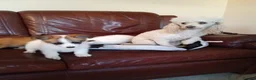 Pomapoo dogs for sale: Pomapoo puppies in Manchester - Advert 1