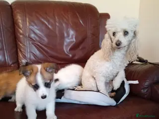Pomapoo dogs Pomapoo puppies - Advert 1