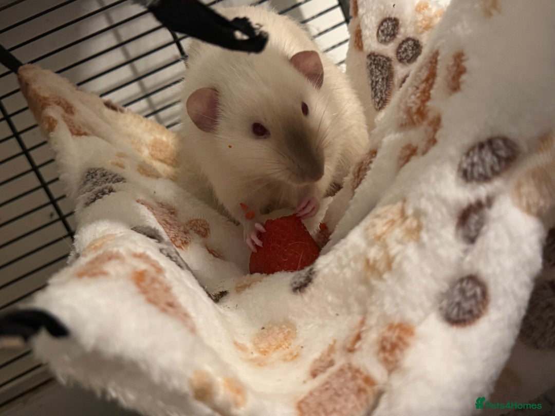 Rat rodents for sale: Friendly male rats with cage  - Image 3