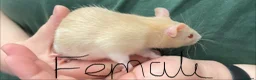 Rat rodents for sale: Baby rats - Advert 8