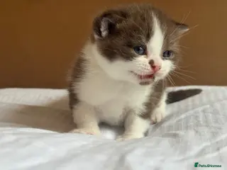 British Shorthair cats Chocolate bi colour British Shorthair Kitten - Advert 1