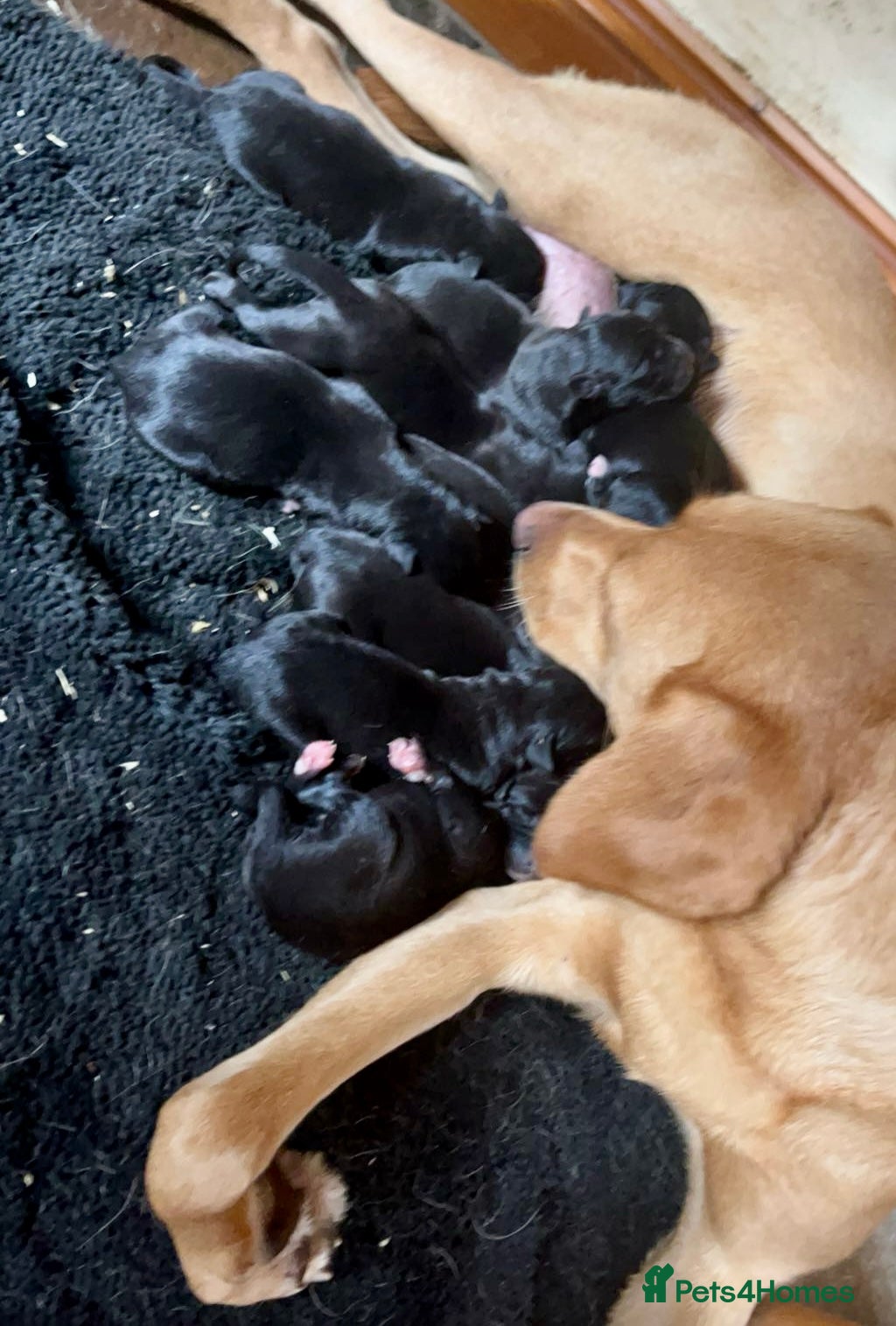 Beagle dogs Beagle ready now  - Advert 1