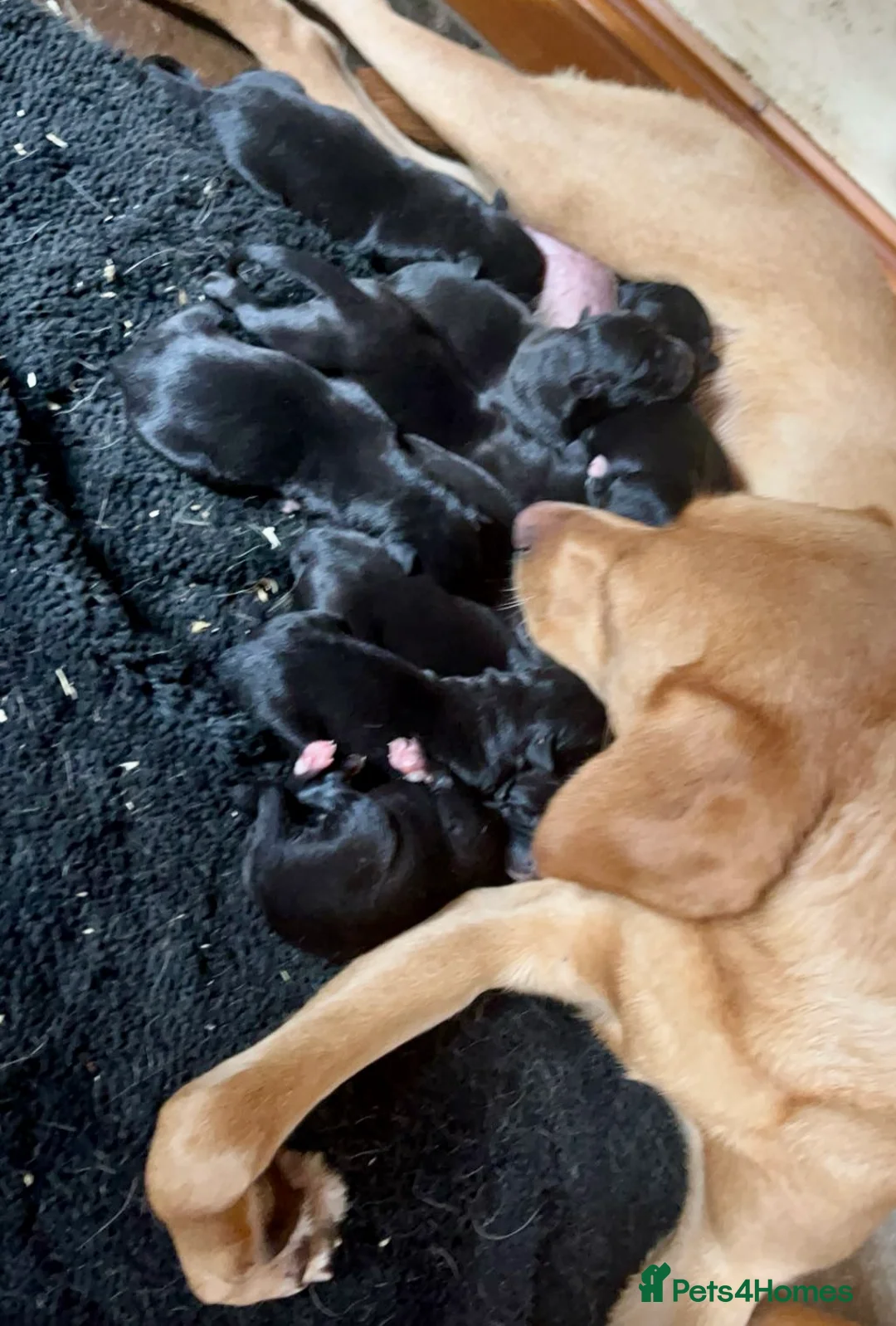 Beagle dogs for sale: Beagle x lab ready now  - Advert 6