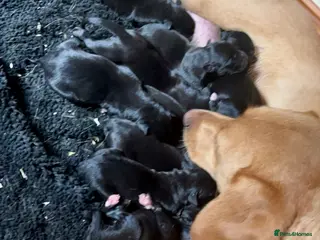 Beagle dogs Beagle ready now - Advert 1