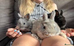 Netherland Dwarf rabbits for sale: Vaccinated Netherland Dwarf Rabbits - Image 10