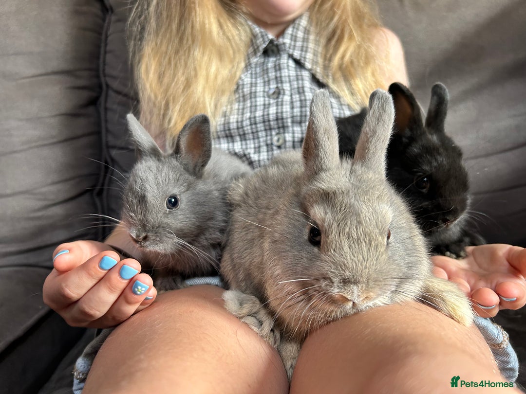 Netherland Dwarf rabbits for sale: Vaccinated Netherland Dwarf Rabbits - Image 10