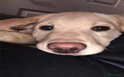 Golden Retriever dogs for sale: Golden retriever 6 years old  - Image 6