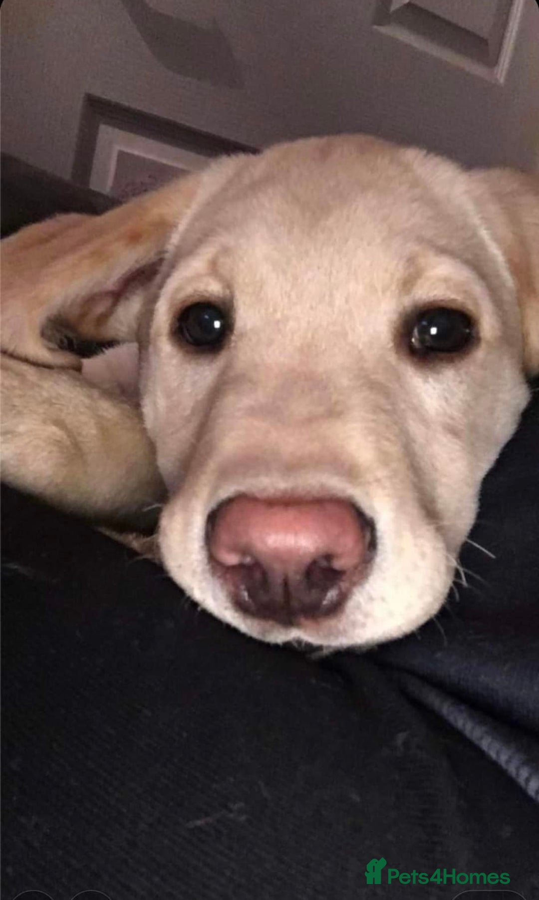 Golden Retriever dogs for sale: Golden retriever 6 years old  - Image 6