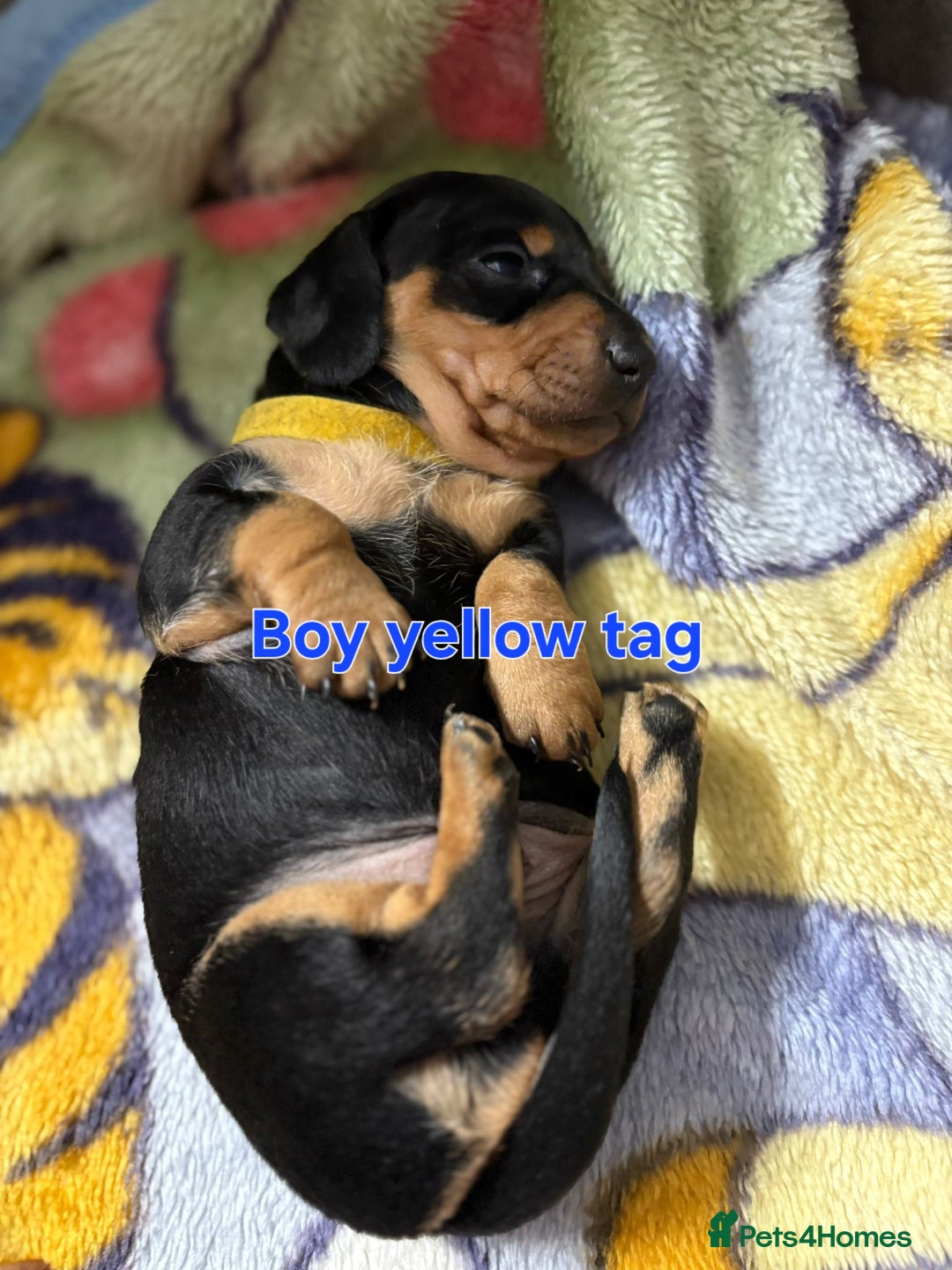 Dachshund dogs for sale: Beautiful Miniature Dachshund - Advert 4