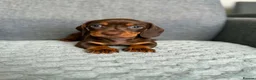 Dachshund dogs for sale: Miniature Dachshund - Advert 4