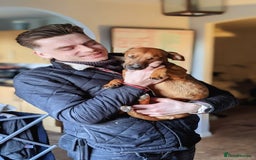 Mixed Breed dogs for sale: Cockerjack 3 years old  - Image 5