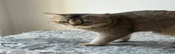 Scottish Fold cats for sale: Scottish fold  female cat  - Advert 4