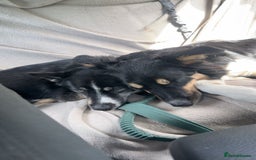 Pomsky dogs for sale: Nala the Pomsky - Advert 8