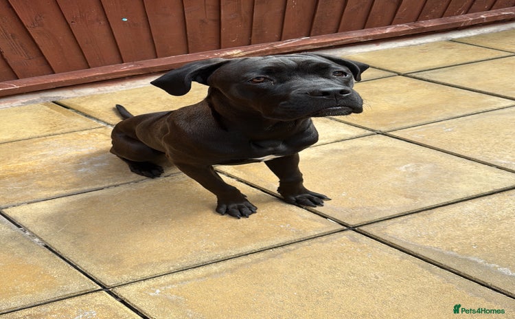 Cane Corso dogs - Advert 1