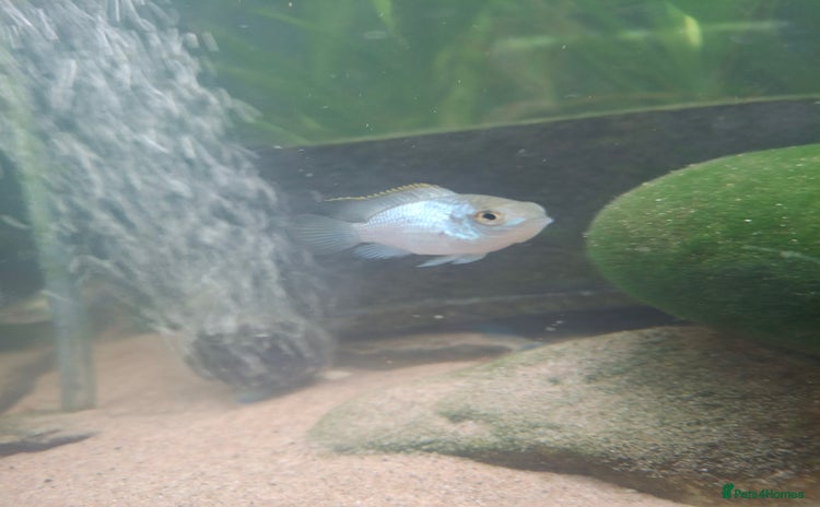 Cichlids fish - Advert 1