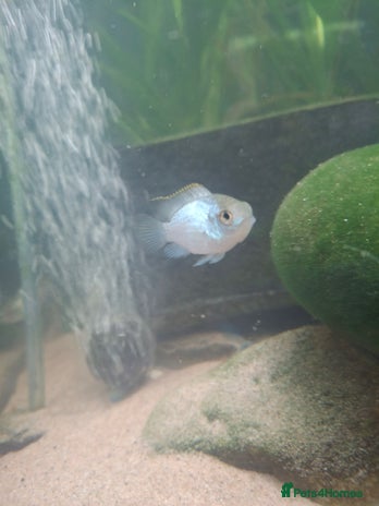 Cichlids fish - Advert 3